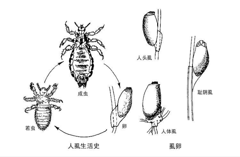 為什么會感染陰虱？人為什么會得陰虱？