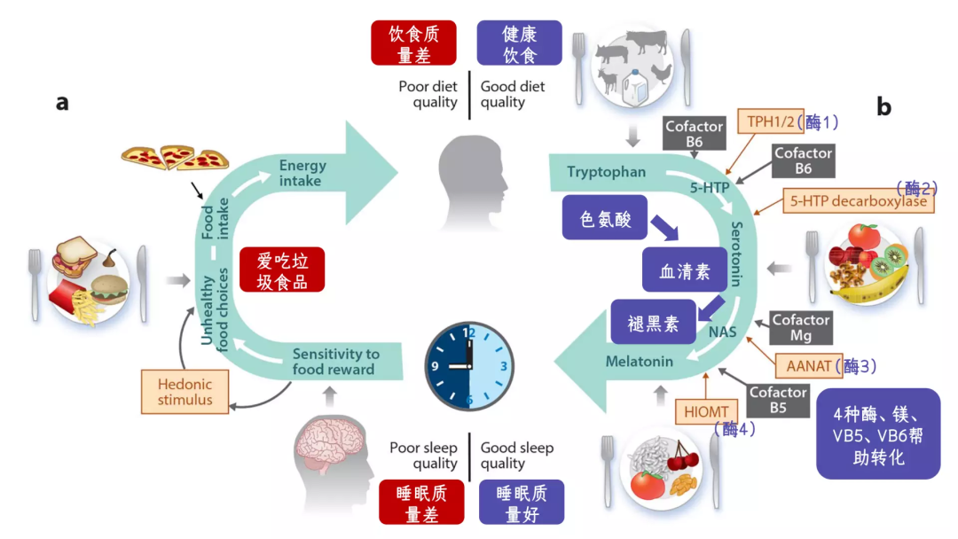 睡眠和飲食的相互關(guān)系