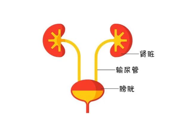 健康尿液是什么顏色？尿得太清澈也可能是病！